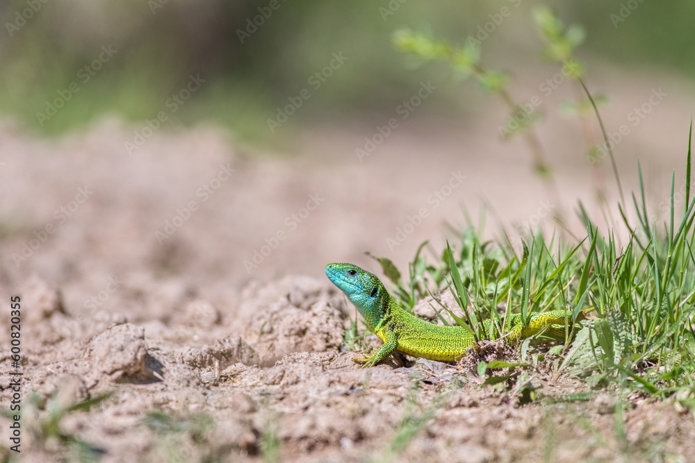 European green lizard (Lacerta viridis) emerging from the grass exposing its beautiful colors European green lizard (Lacerta viridis) emerging from the grass exposing its beautiful colors