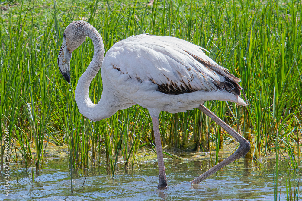 Obraz premium Phoenicopterus roseus is a red flamingo common in aiguamolls emporda girona spain