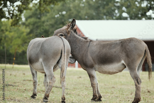 Pair of cute mini donkey friends on Texas farm during summer in field closeup. © ccestep8