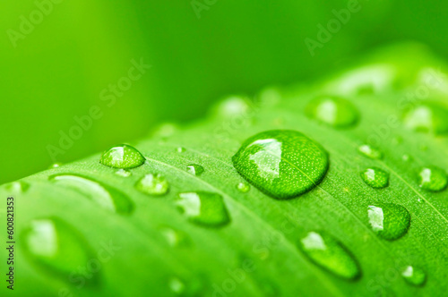 Natural background of green plant leaf with raindrops