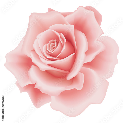 Isolated Beautiful Pink Rose on the White Background