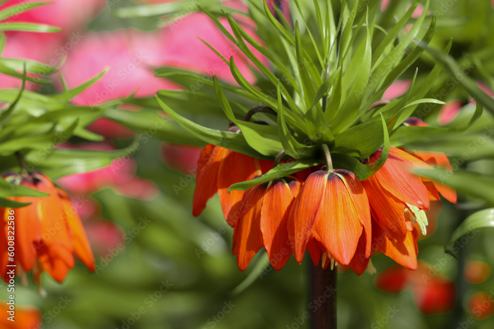 Tulip Fritillaria Early Fantasy Tulip Fritillaria Early Fantasy