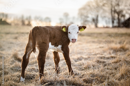 Calf curiously looking back in Regenerative Agriculture Springtime Pasture