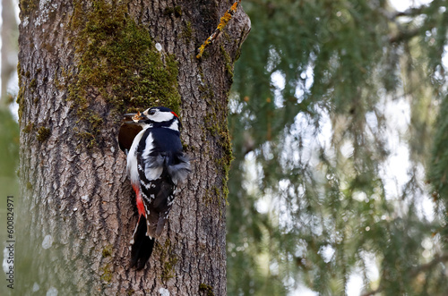 Great spotted woodpecker builds a nest hole