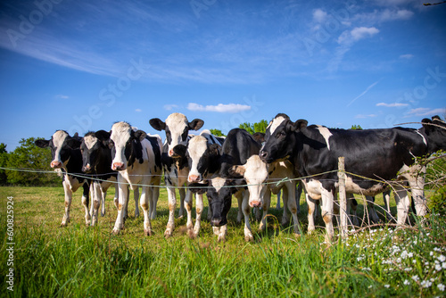 Vache laitière noir et blanche en troupeau au milieu de la nature. © Thierry RYO
