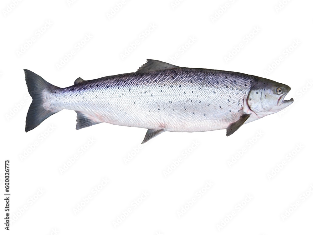 photo of fish salmon on white background photo of fish salmon on white background