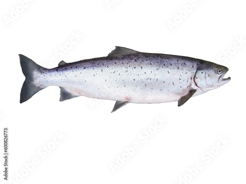 photo of fish salmon on white background
