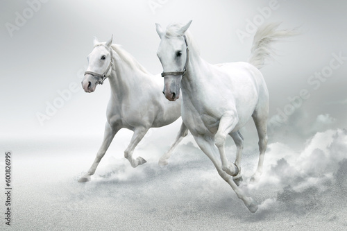 White horses in motion © Designpics