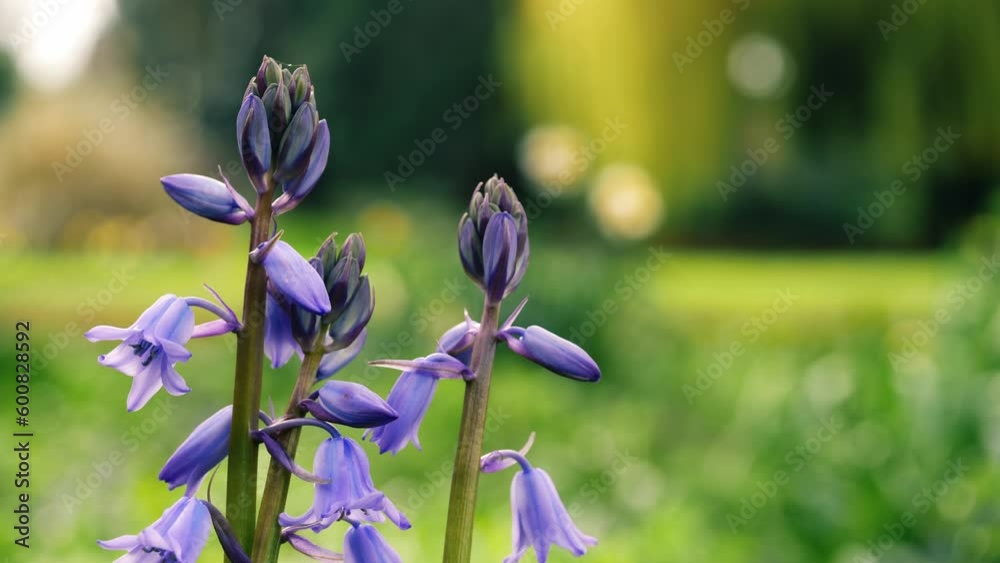 Bluebell flower budding in English springtime 