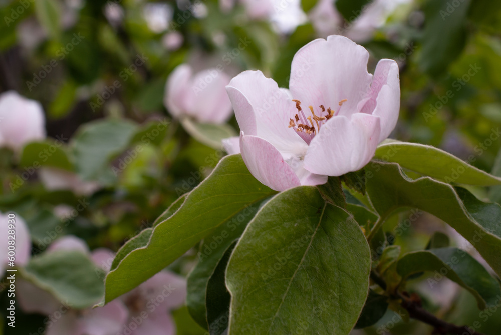 Large apple tree flowers in spring in southern Ukraine. Pink flowers on a background of green leaves