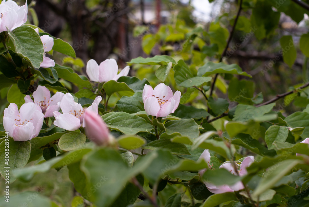 Large apple tree flowers in spring in southern Ukraine. Pink flowers on a background of green leaves Large apple tree flowers in spring in southern Ukraine. Pink flowers on a background of green leaves
