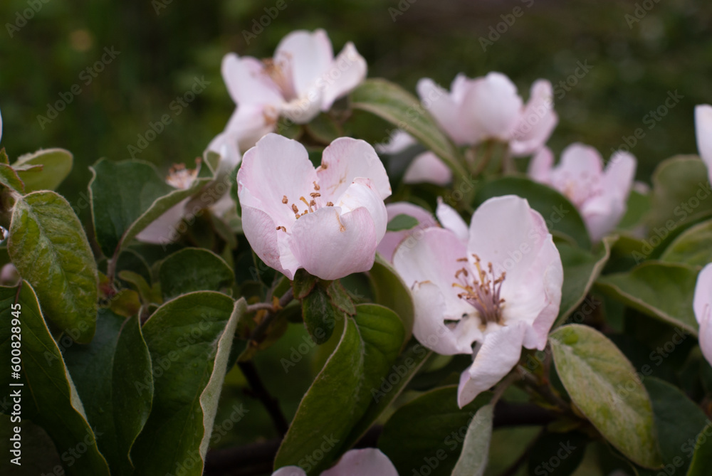 Obraz premium Large apple tree flowers in spring in southern Ukraine. Pink flowers on a background of green leaves