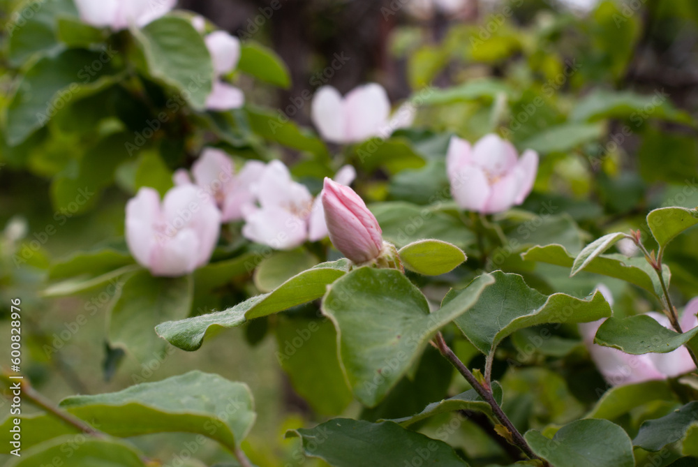 Large apple tree flowers in spring in southern Ukraine. Pink flowers on a background of green leaves Large apple tree flowers in spring in southern Ukraine. Pink flowers on a background of green leaves