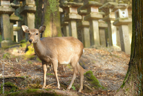 Deer near a shrine, looking up