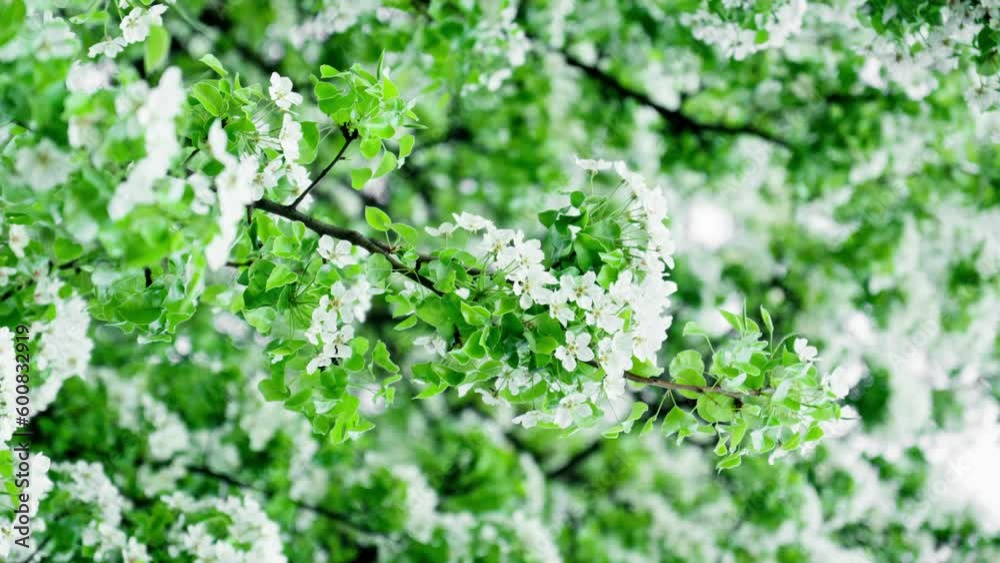 Branch with flowers in spring bloom. Spring flowers. Lovely floral nature. Beautiful natural blooming. Close-up in 4K, UHD Branch with flowers in spring bloom. Spring flowers. Lovely floral nature. Beautiful natural blooming. Close-up in 4K, UHD