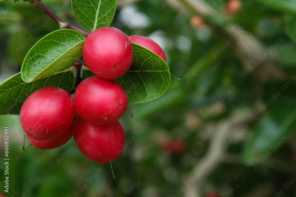 Sour red fruit (Carissa carandas)