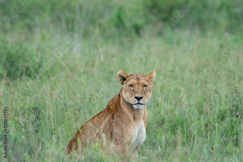 Fototapeta Naklejka Na Ścianę i Meble -  Lion (lioness) sits in the tall grass of the Serengeti, looking at camera as it hunts