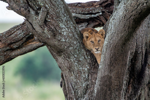 Lion rests in a tree, looking at camera. Tree climbing lion in Serengeti National Park Tanzania
