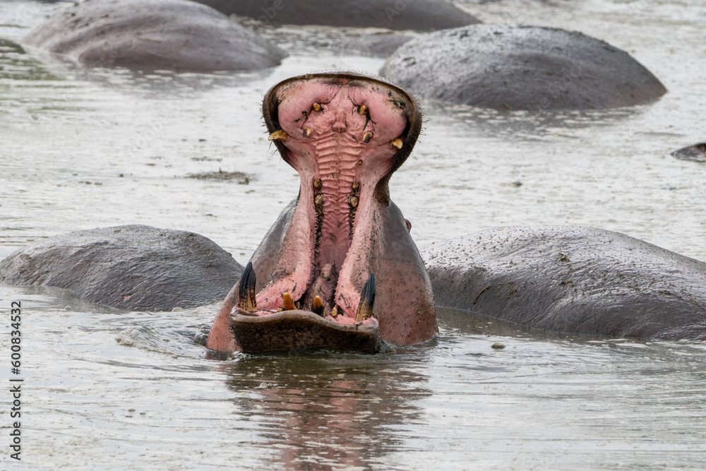 Fototapeta premium Hippopotamus with mouth open in water, showing its large teeth