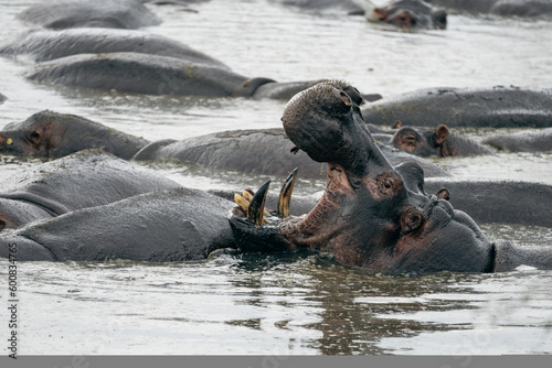 Canvas Print Hippopotamus with mouth open in water, showing its large teeth