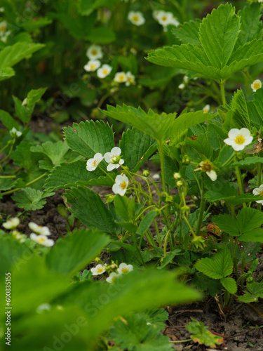 strawberry blossom on the garden bed, white strawberry flowers on a green background, growing strawberries in the garden