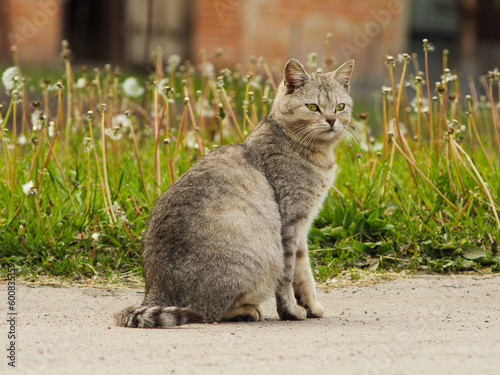 cat in the garden among dandelions. cat on a walk among the grass. gray domestic cat