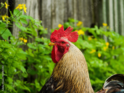 rooster, rooster on a green natural background, golden rooster on the grass.