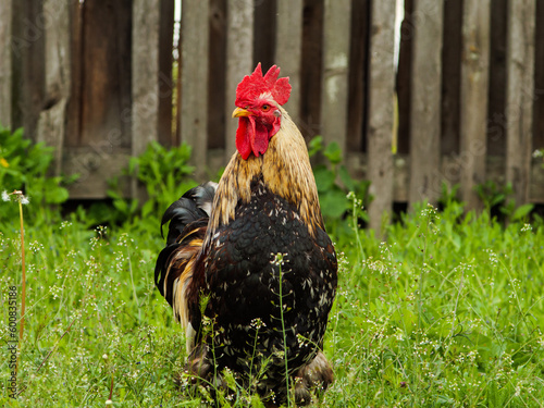 rooster, rooster on a green natural background, golden rooster on the grass.