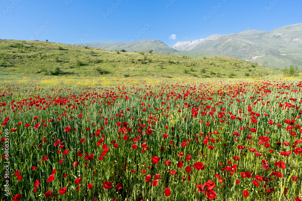 Red poppy flowers in wheat field blue sky