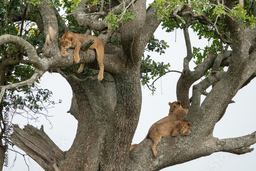 Lazy tree climbing lions rest in the branches - Serengeti National Park Tanzania