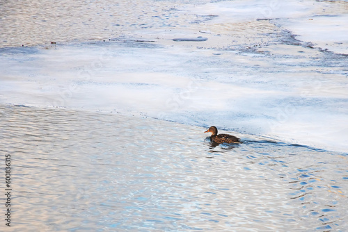 Ducks swim on water next to ice floe © Vera Aksionava