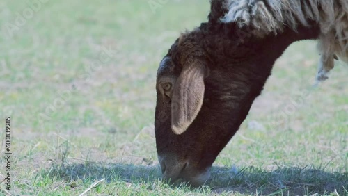 Large sheep with thick wool eats grass on the lawn  in sunny weather. Sheep eat grass in pasture and digs the ground with its hoof, farm. Close-up. Hungry animal eat green grass. Sheep grazing on gras photo