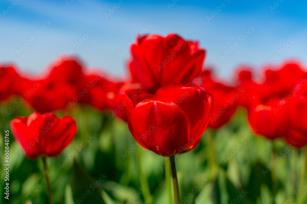red tulips against sky