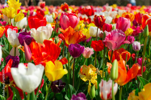 field of tulips