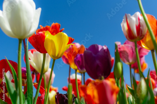 red and yellow tulips against blue sky