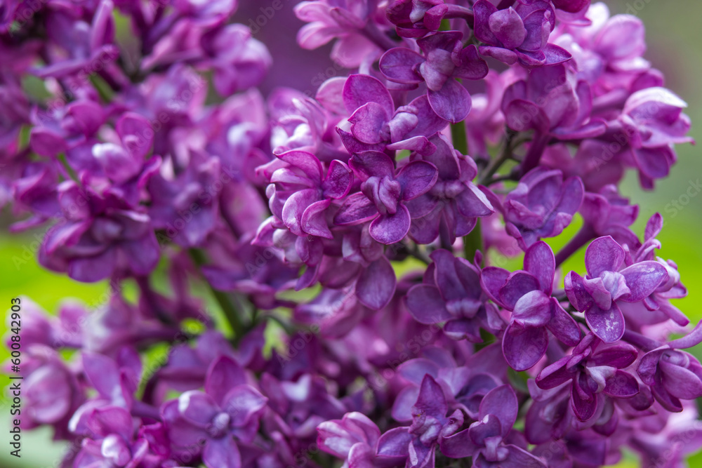 Blooming lilac flowers. Macro photo. Blooming lilac flowers. Macro photo.