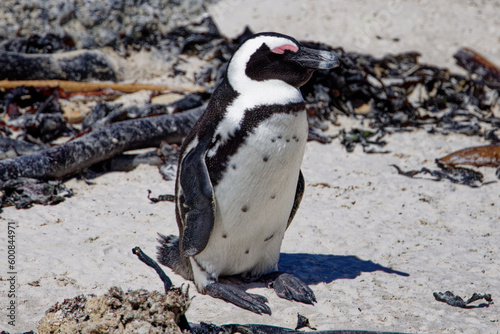 African Penguins in Boulder Beach, South Africa