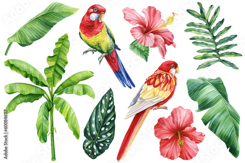 Tropical birds set watercolor illustration, rosella parrots, red flower, palm isolated white background. Summer clipart photo