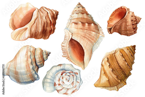Watercolor vintage seashells isolated white background. Hand drawn illustration. Collection shells. Sea shell clipart