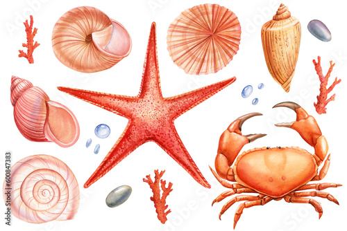 Photography Watercolor seashells set isolated background
