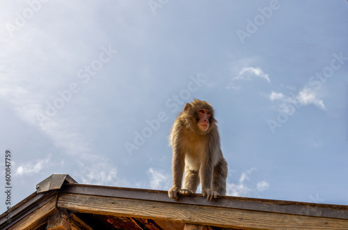 Japanese Macaque at Arashiyama Monkey Park Iwatayama in Kyoto, Japan