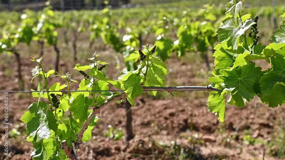 Young sprouts with bunches of Cannonau grapes. Close-up of the buds and bunches of grapes in the branches of a vineyard in Sardinia, Italy. Traditional agriculture. Footage. Young sprouts with bunches of Cannonau grapes. Close-up of the buds and bunches of grapes in the branches of a vineyard in Sardinia, Italy. Traditional agriculture. Footage.