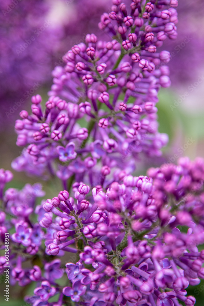 Lilac flowers branch. Floral background, natural spring. Blossoming lilac flower bud. Spring time color. Beautiful purple petal plant. Botanical flora. Aesthetic mood. Summer garden. Pink liliac