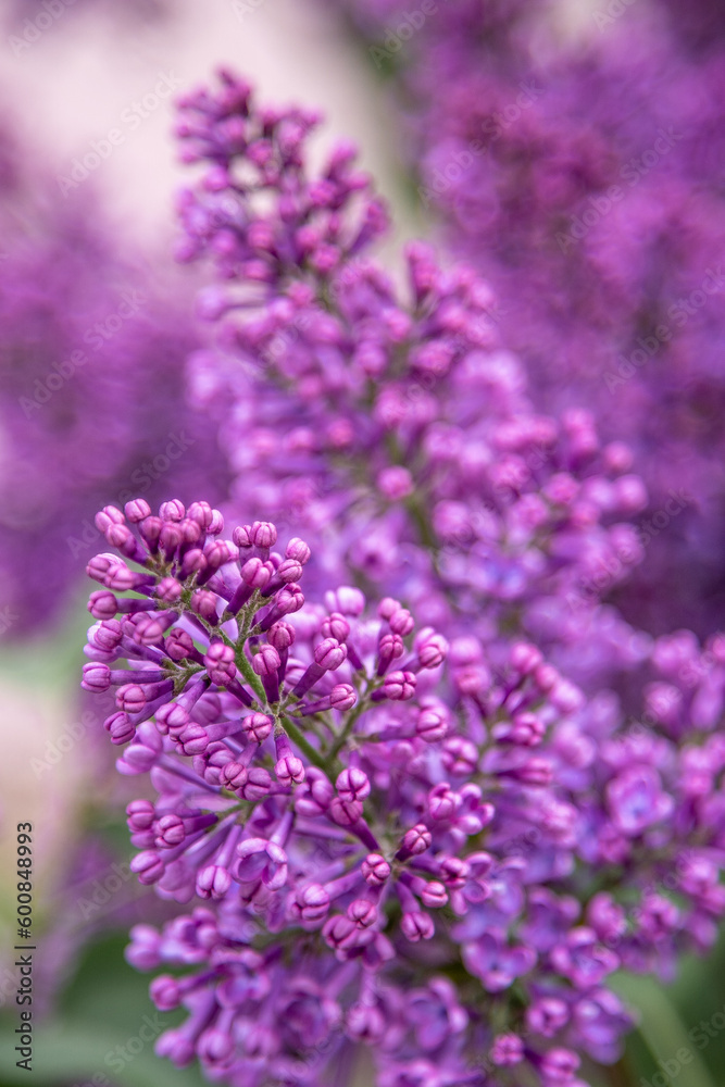 Lilac flowers branch. Floral background, natural spring. Blossoming lilac flower bud. Spring time color. Beautiful purple petal plant. Botanical flora. Aesthetic mood. Summer garden. Pink liliac
