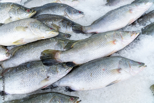 Food backgrounds. Fresh white snapper in supermarket.