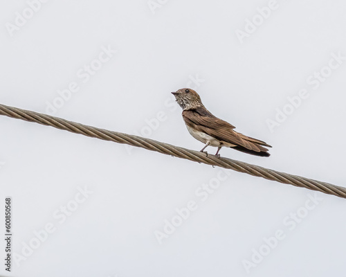 A streak throated swallow resting photo