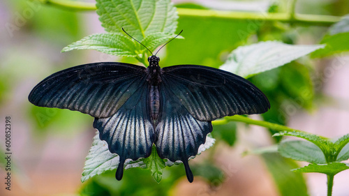 Butterfly Great Mormon Papilio Memnon