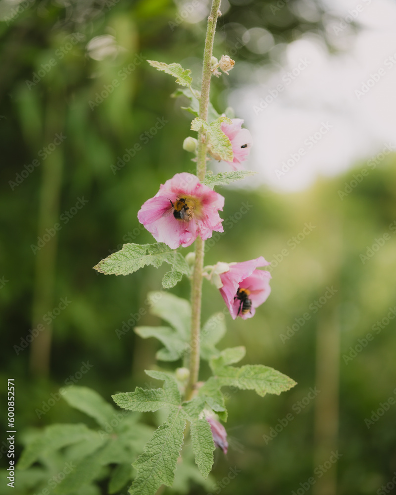 Obraz premium Two bees flying to a pink plant