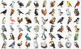 Cartoon stickers of variety of birds over white background. Generative AI illustration