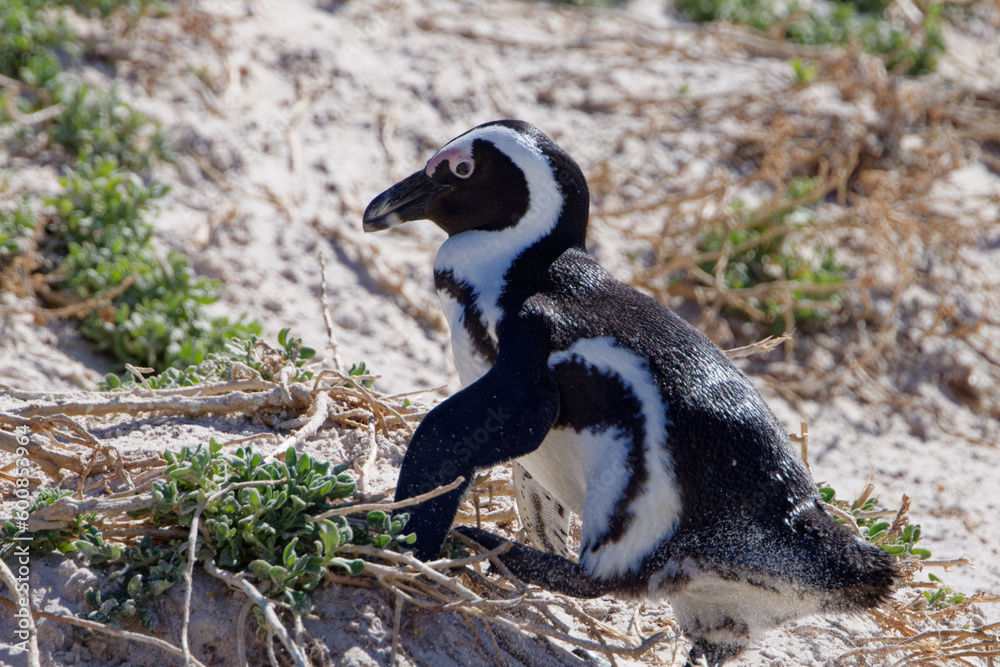 Fototapeta premium African Penguins in Boulder Beach, South Africa